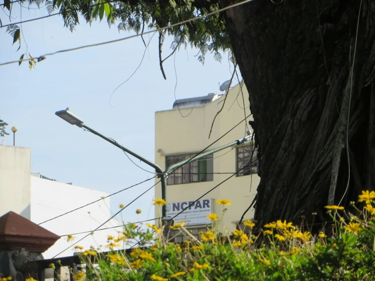 the city is in the midst of a huge tree and yellow flowers