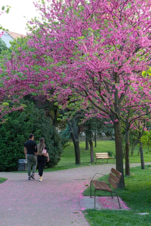 people walking in the park under purple blossoms