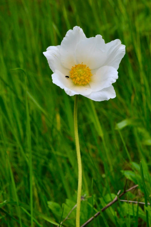 a white flower that is on the green grass