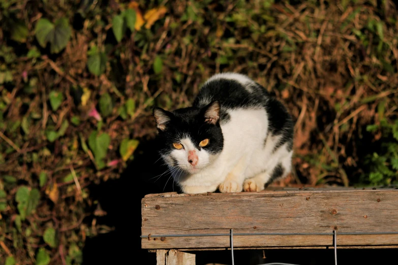 a close up of a cat laying on a wooden bench