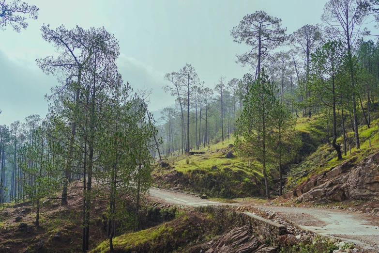 a dirt road through a forest filled with lots of green trees