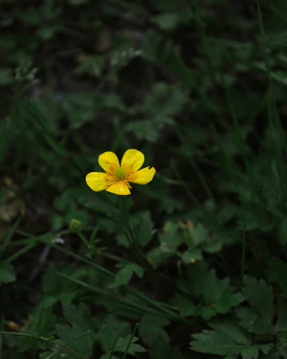 the small flower is growing in the middle of green plants