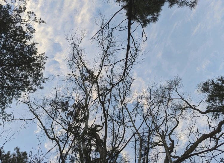 tree tops with lots of nches against blue sky