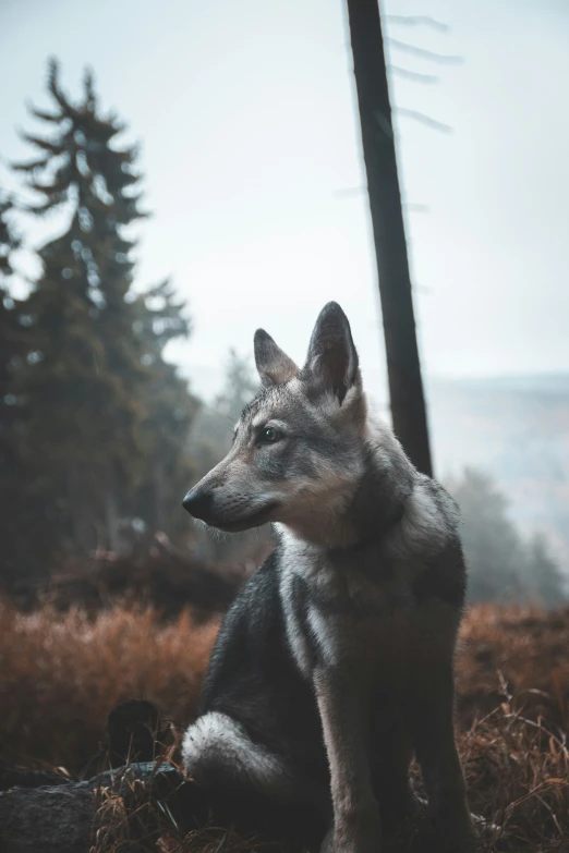 the wolf sits alone and looks at soing