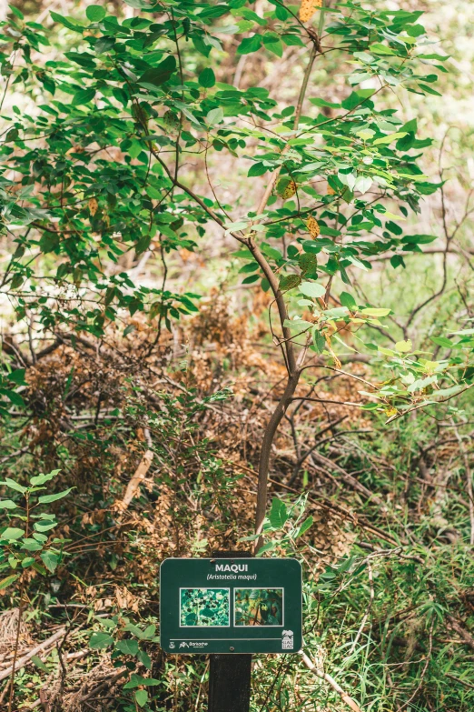 a tree that is in the middle of a bush