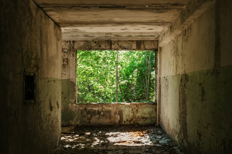 an abandoned corridor with plants in the windows