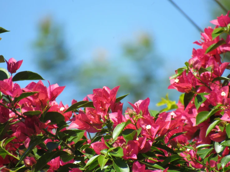 bright pink flowers are growing next to each other