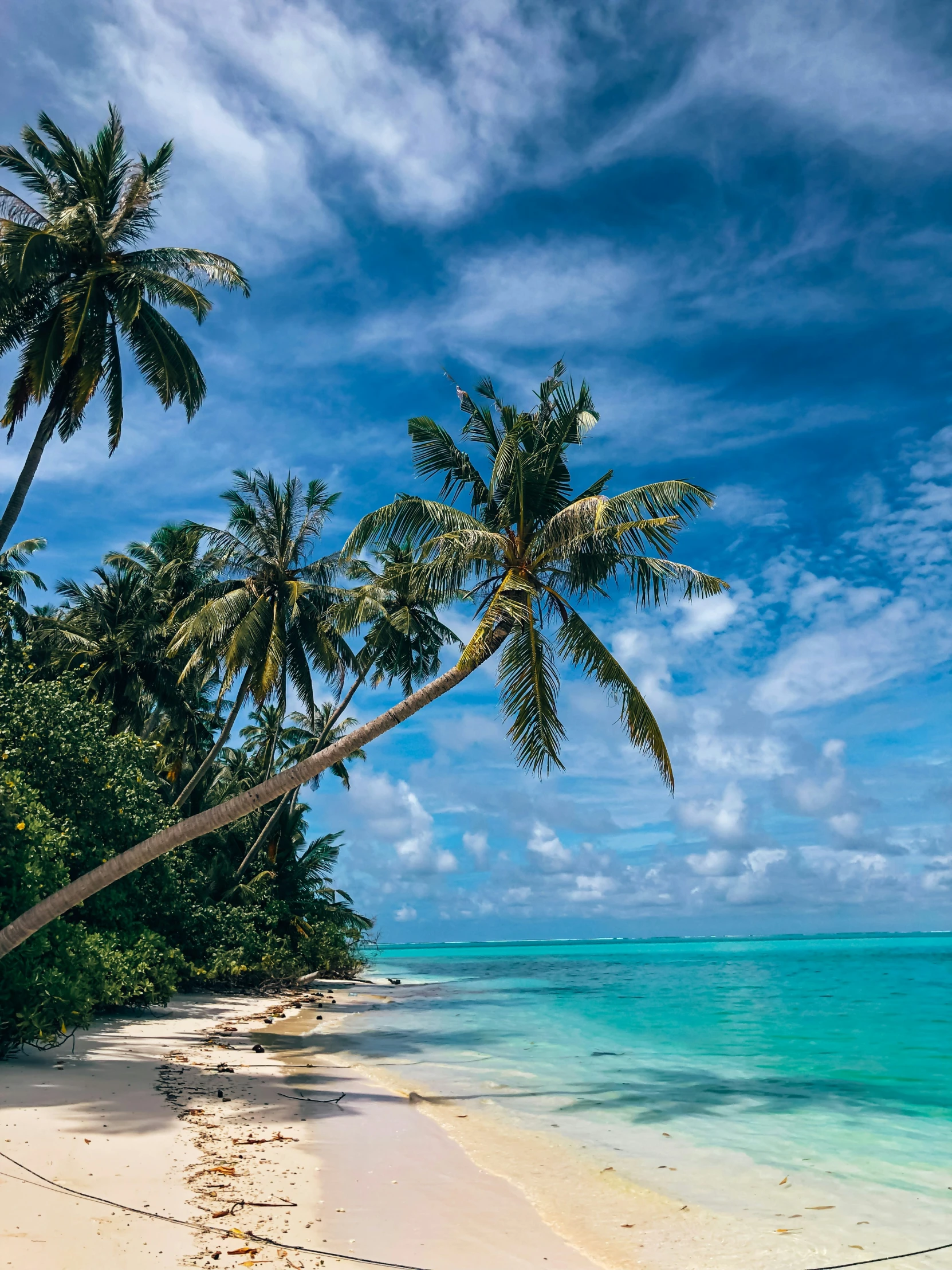 a beach with many palm trees over looking the water