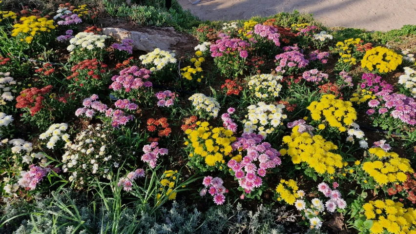 a bunch of colorful flowers is growing on the ground