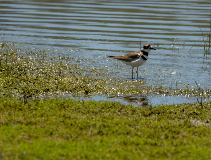 the bird is standing in the shallow water