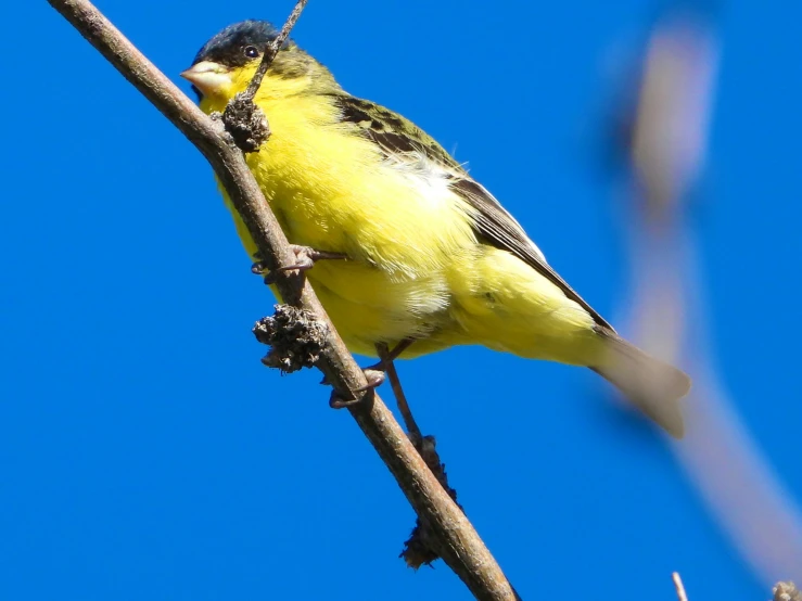 a yellow and black bird is perched on a nch