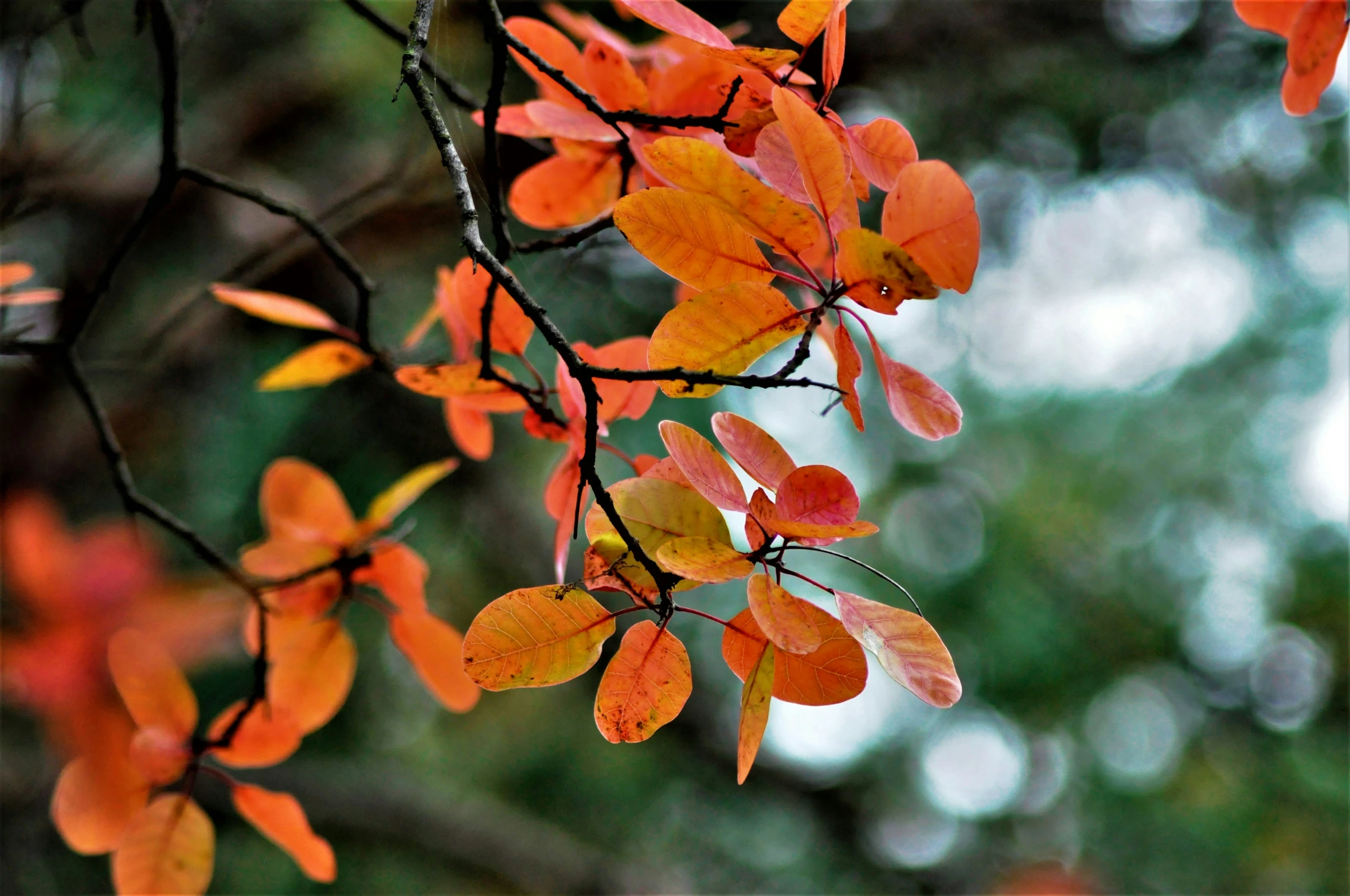 the nches of some trees have orange leaves