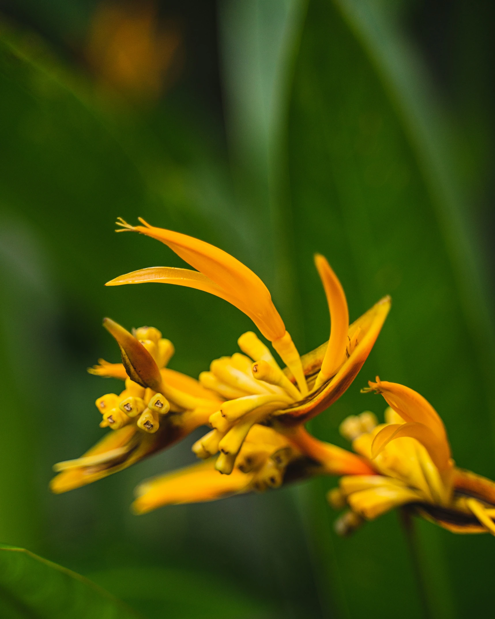 a close up image of a yellow flower