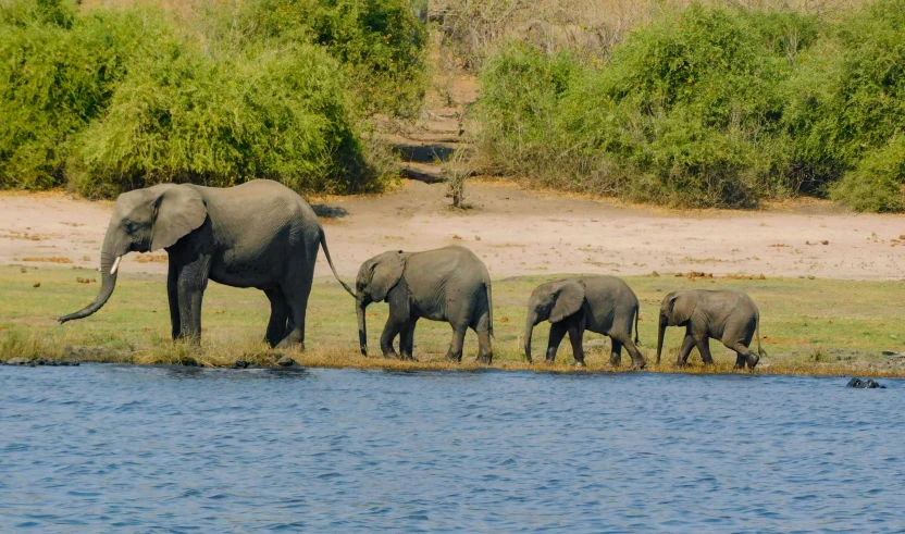 a herd of elephants walk along a body of water