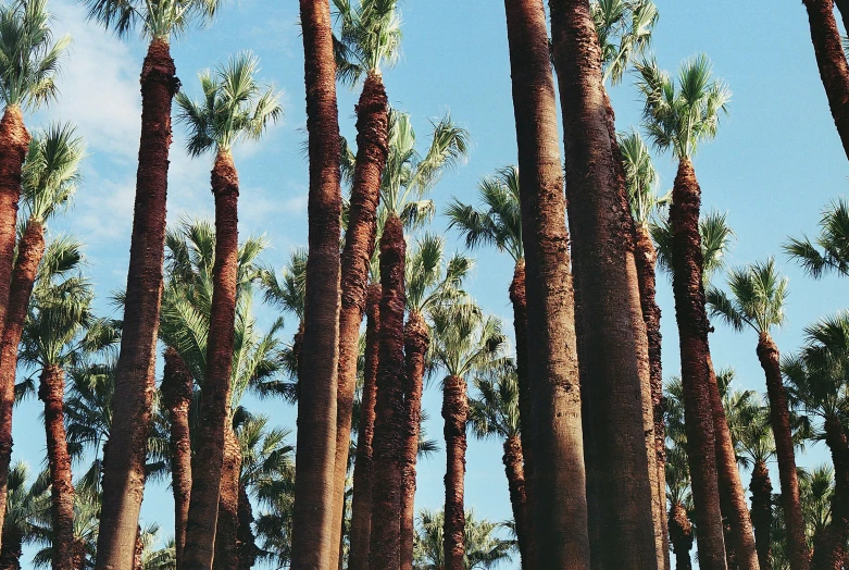 a group of palm trees and blue sky