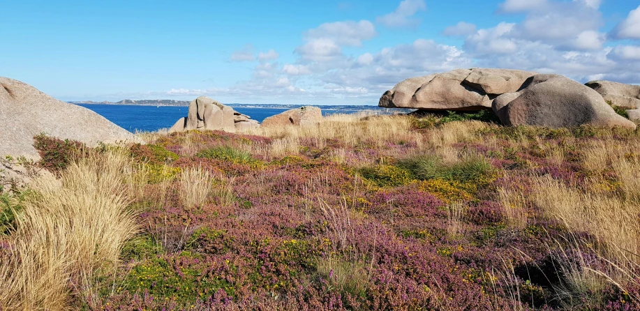 the grass in front of the rocks is growing