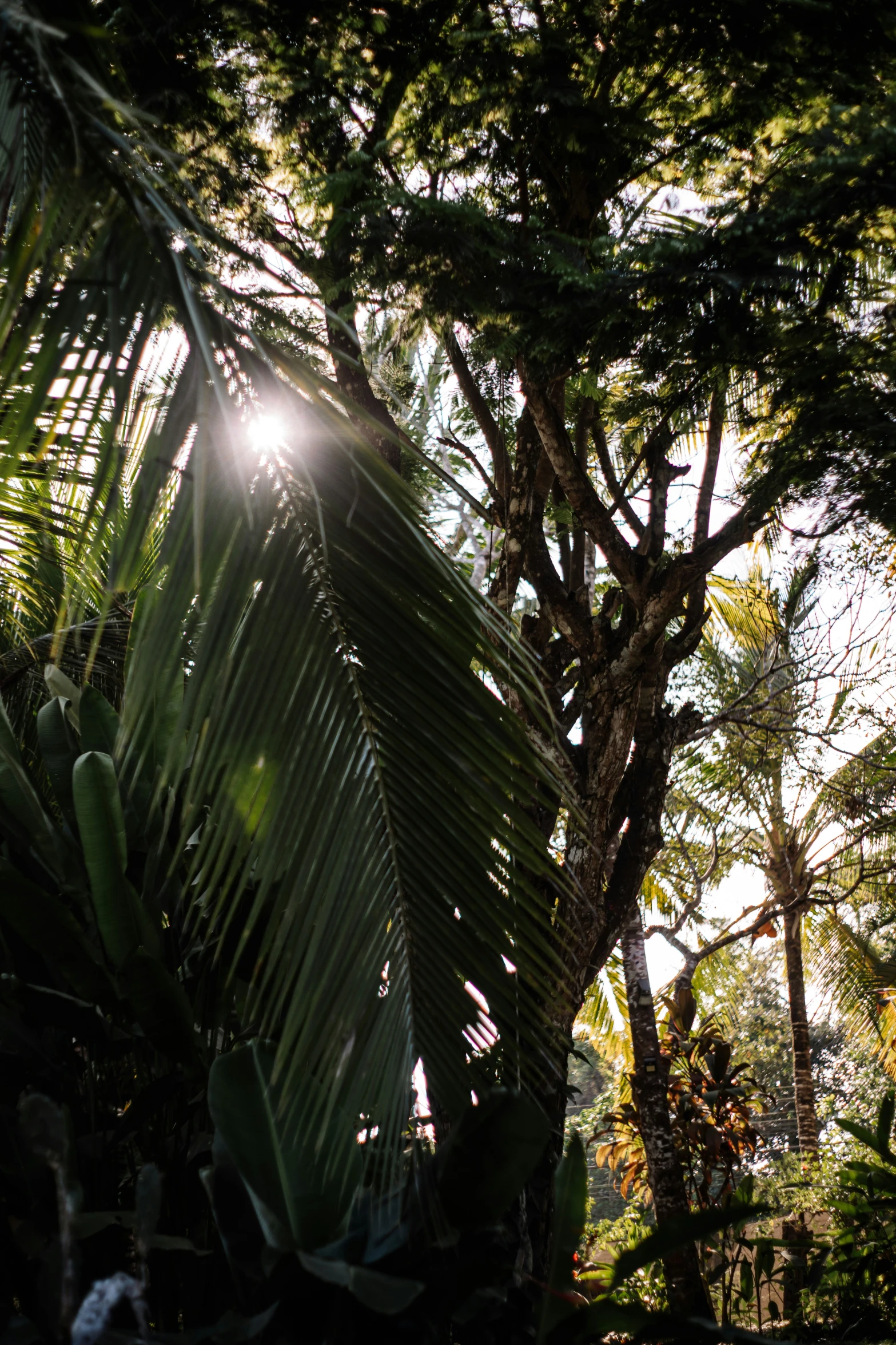 the sun shines through some trees in an enclosed area