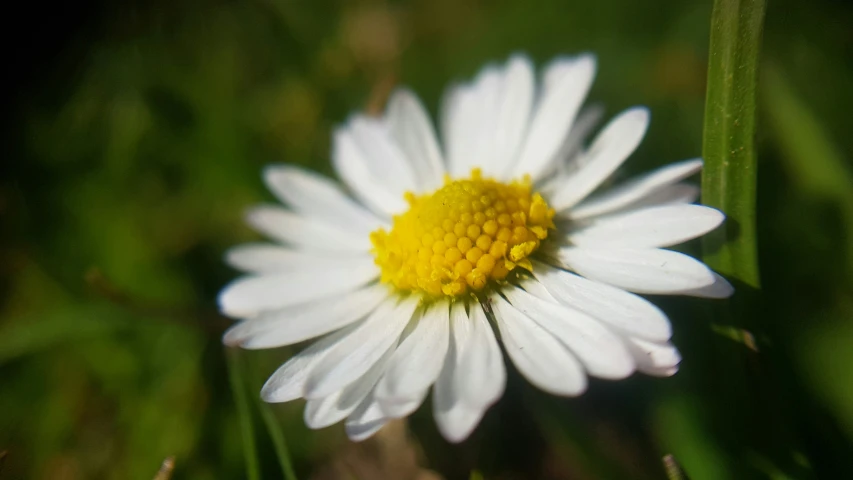 a very white and yellow flower in some green grass