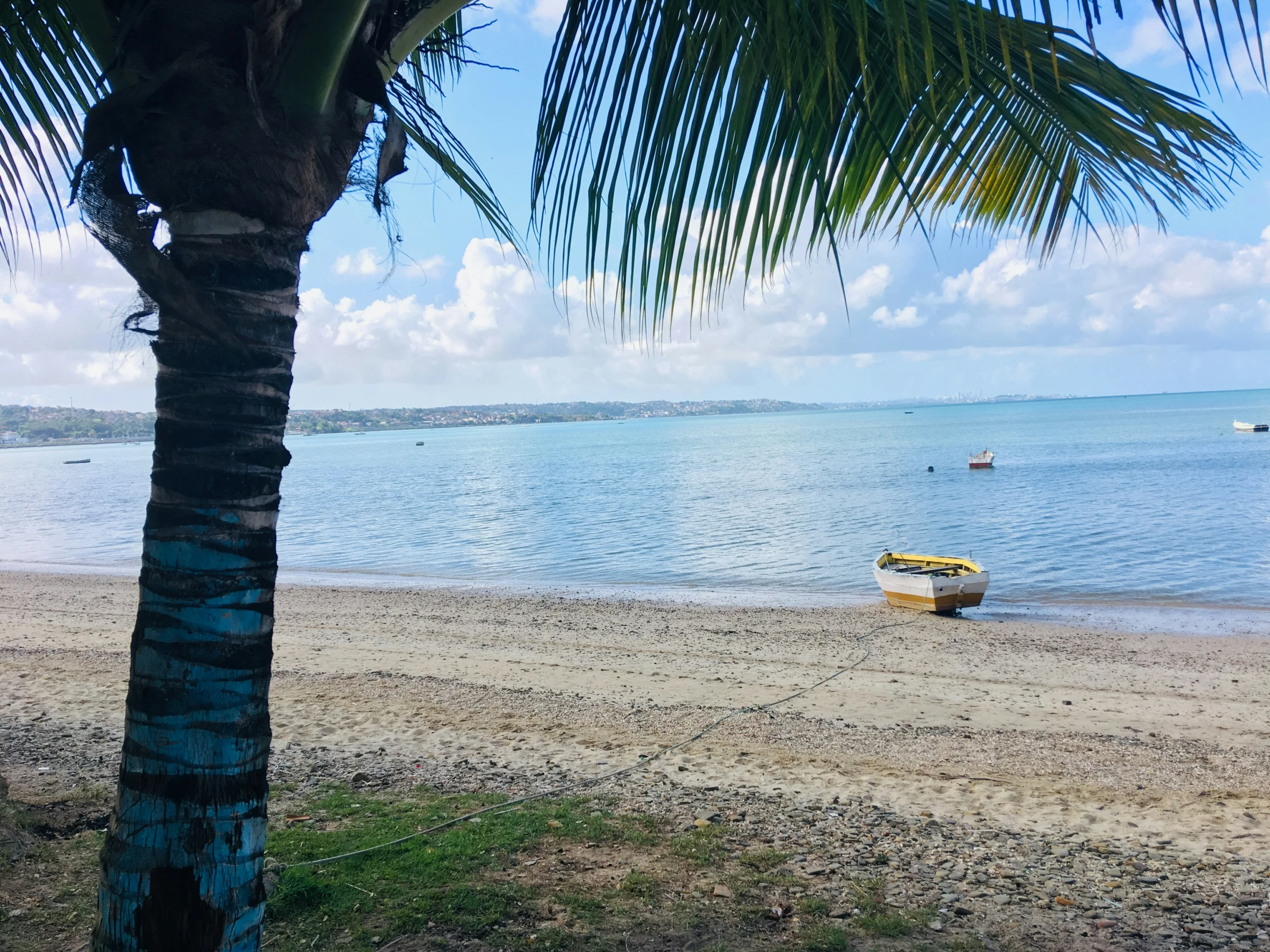 a palm tree on the beach with some boats in the water