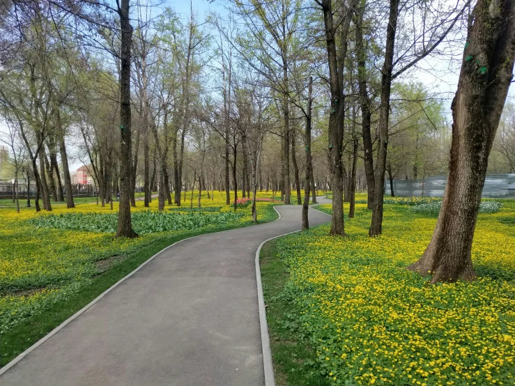 the path in the park has a path lined with yellow flowers