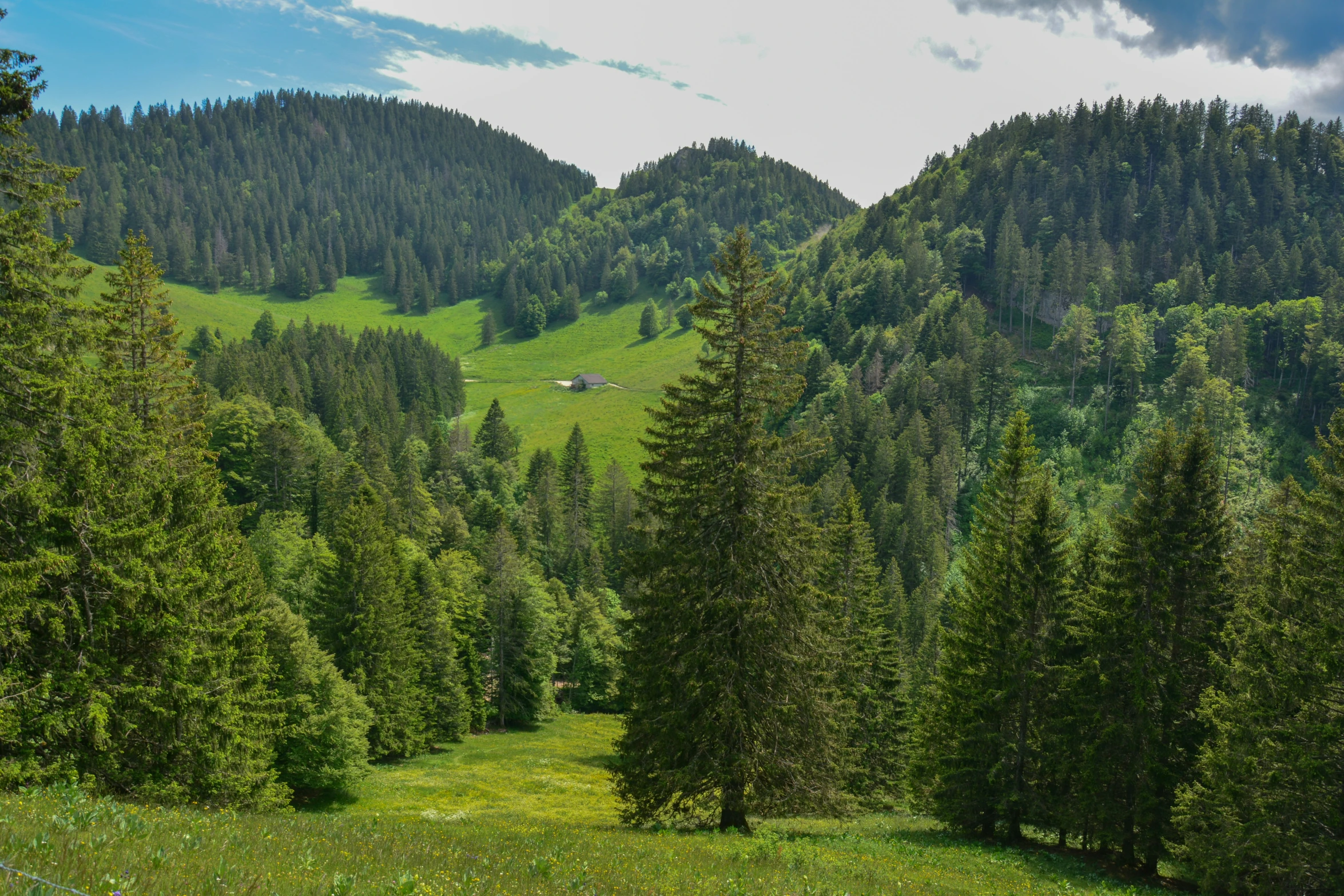 green hills, trees and grass with white clouds above