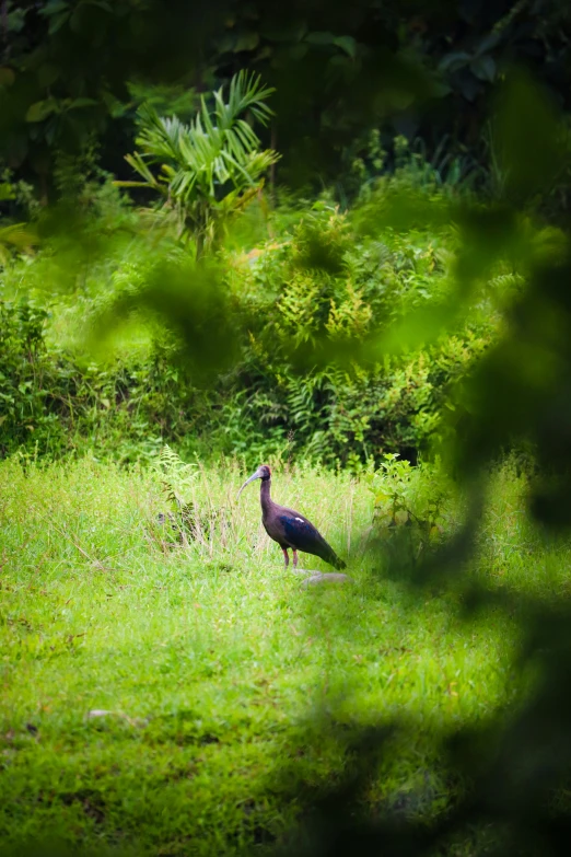 a bird standing in the grass among trees