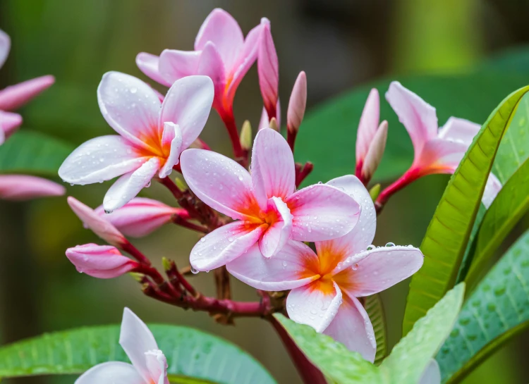 small pink and white flowers with green leaves