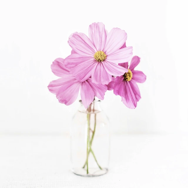 an empty vase of flowers on a white background