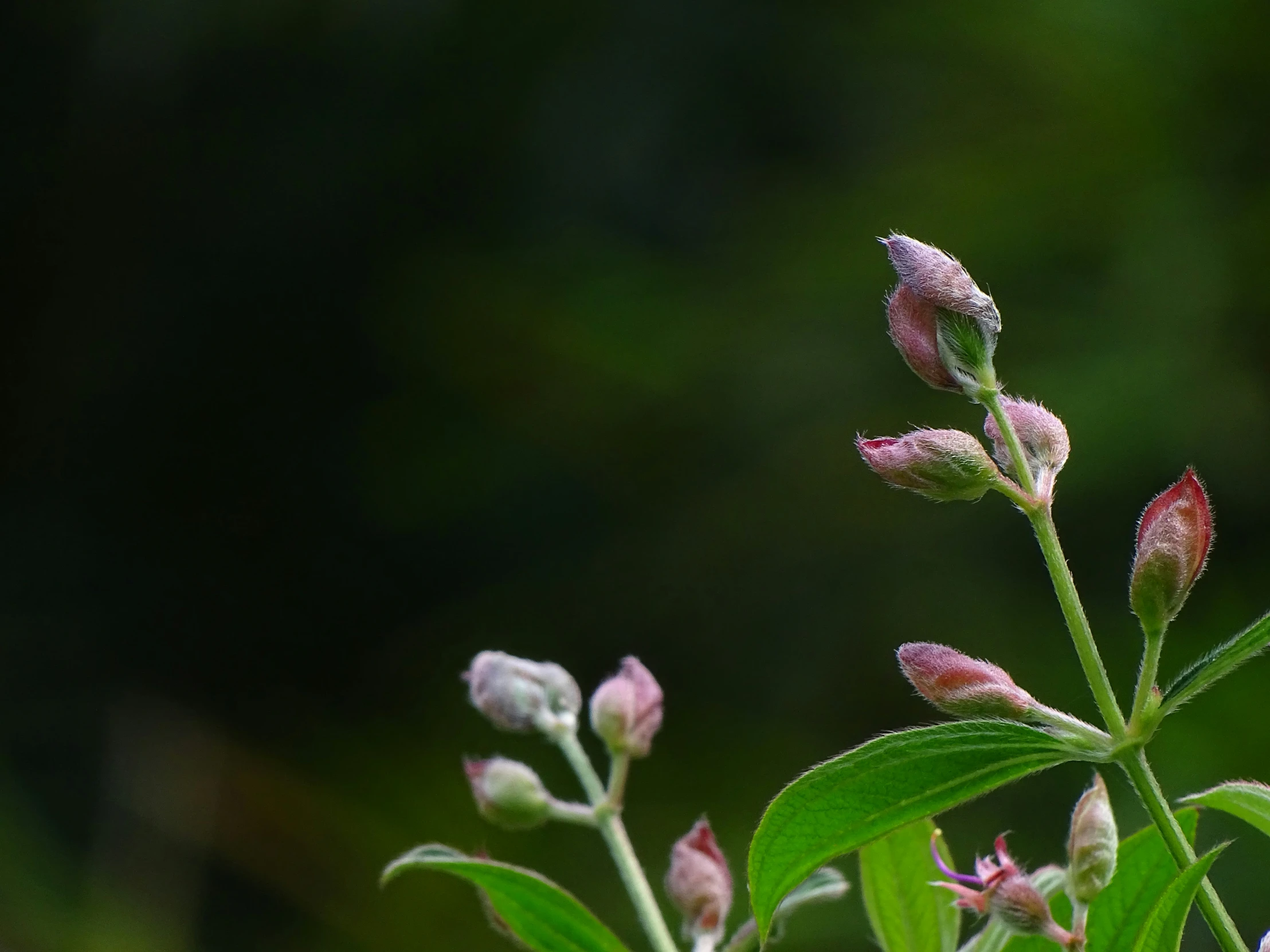 a closeup view of small flowers against a dark background