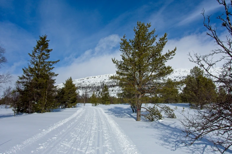 a snowy road that has pine trees next to it