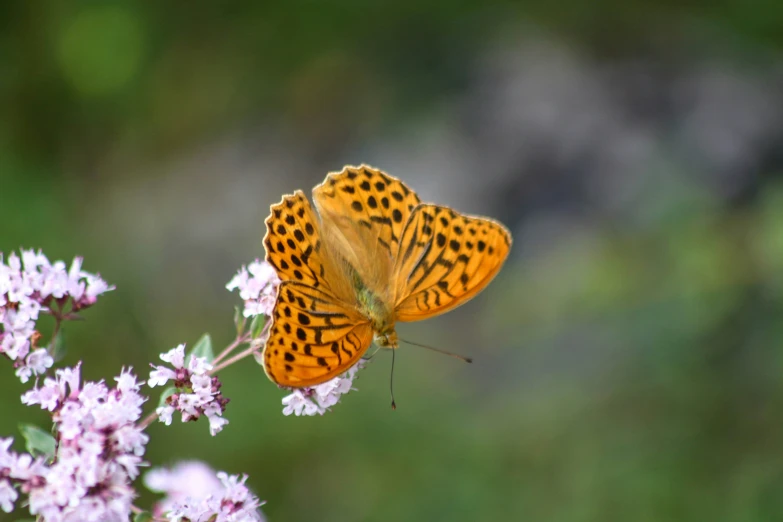 a erfly on purple flowers with green background