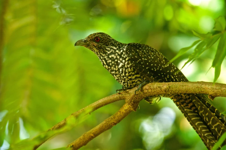 a close - up of a bird on a nch in a tree