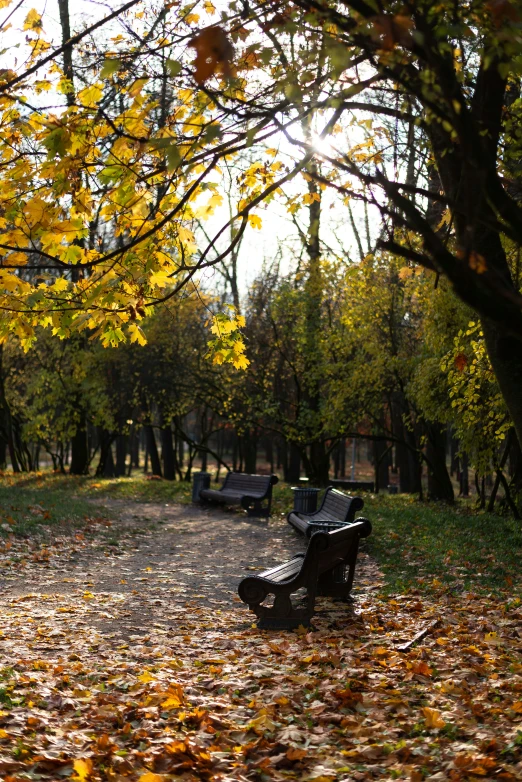 a park filled with lots of trees covered in leaves