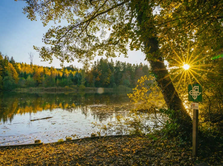 a tree in the forest next to a lake