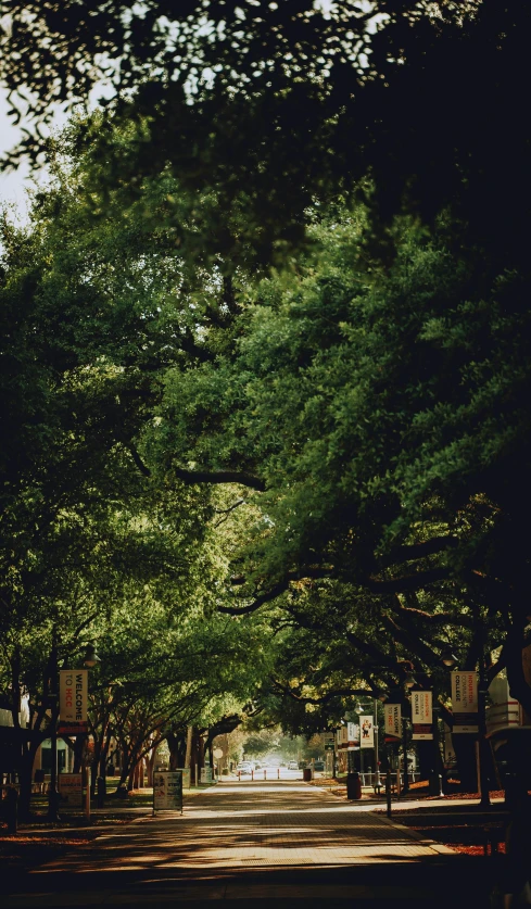 a tree filled park and street with green trees