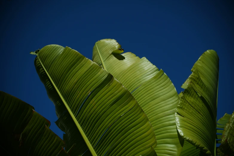 a bug sitting on the back of a green plant