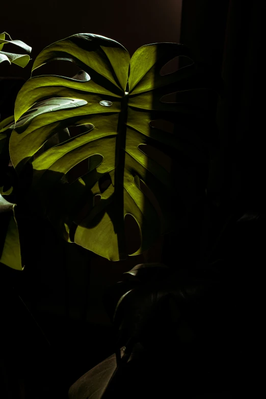the dark picture shows a large palm leaf