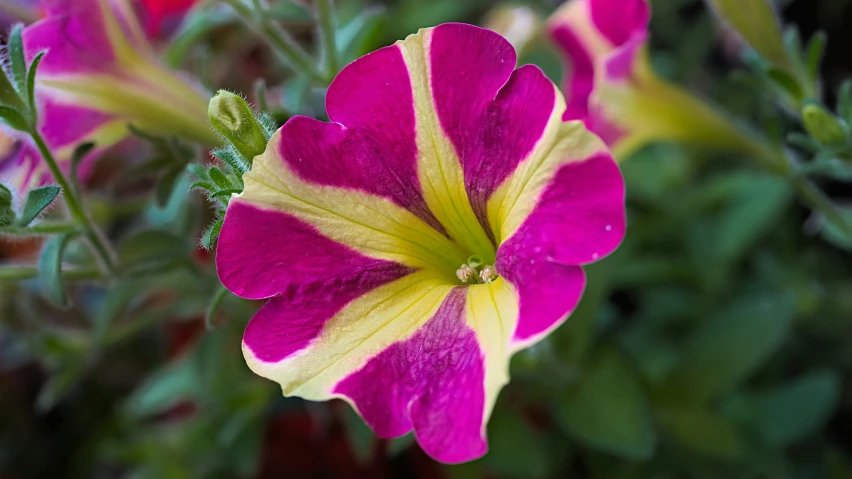 close up po of pink and yellow flowers