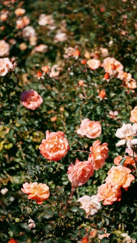 orange and white roses in a field