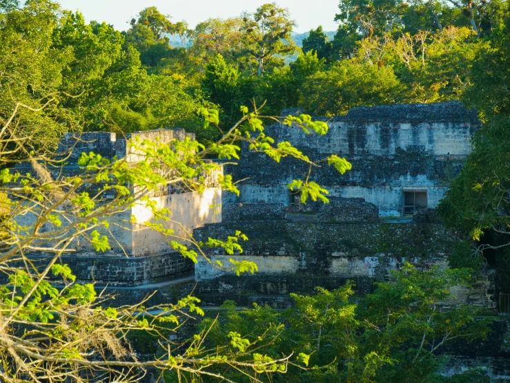 a jungle view of houses with lots of windows