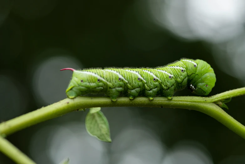 a very long green caterpillar sitting on a nch