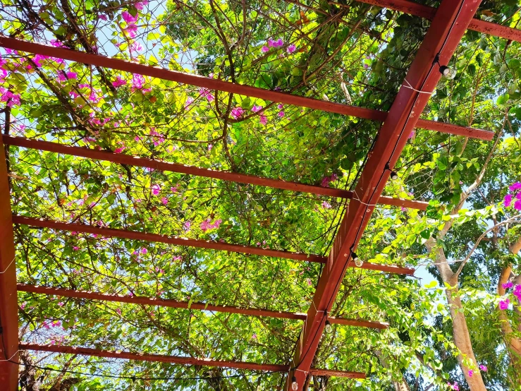 a view up at trees and flowers from underneath a red fence