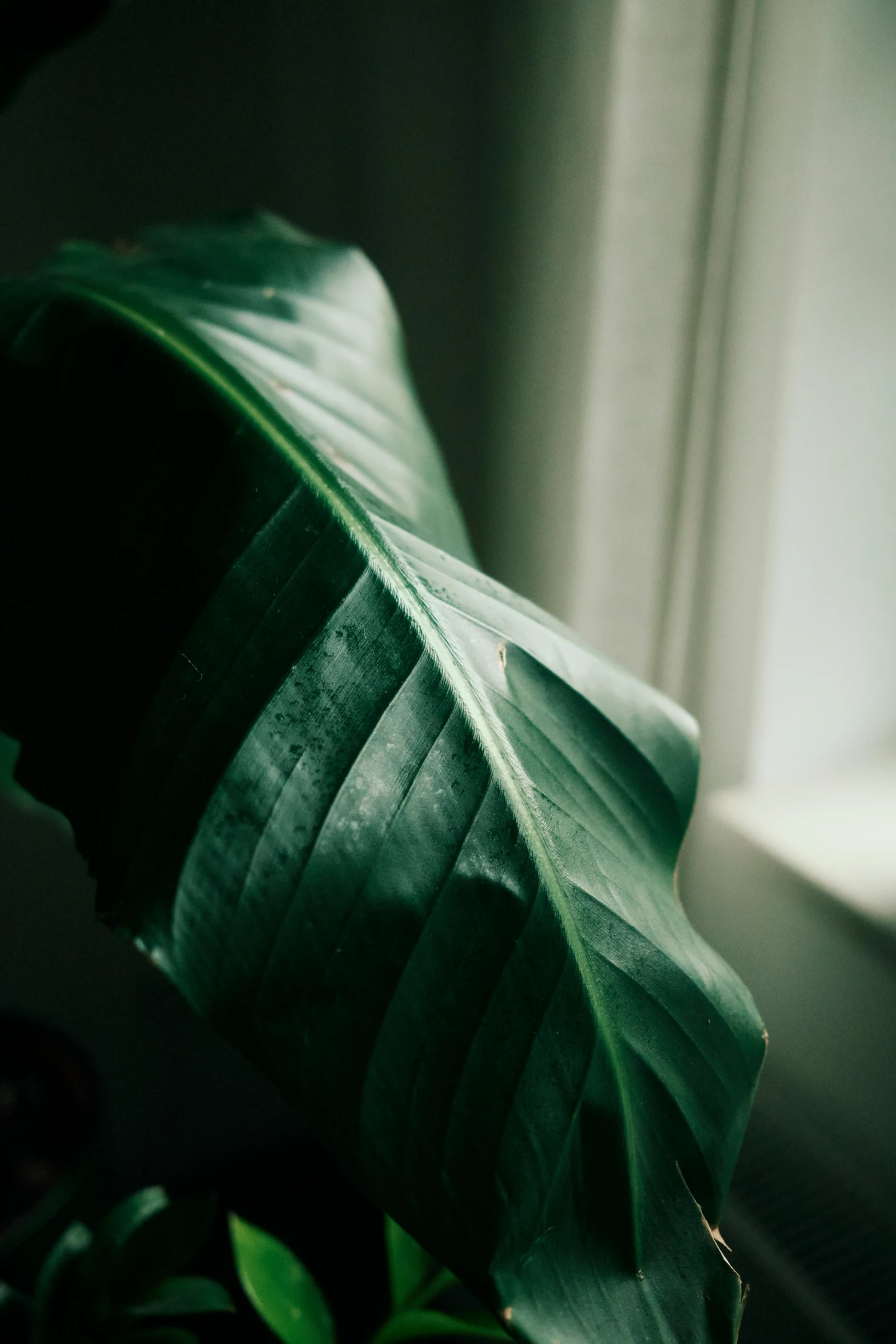 a large green leaf sitting next to a window