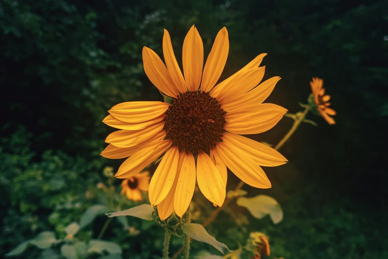 a large sunflower in the middle of the field