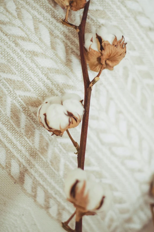 cotton blossoms sitting on top of a white blanket