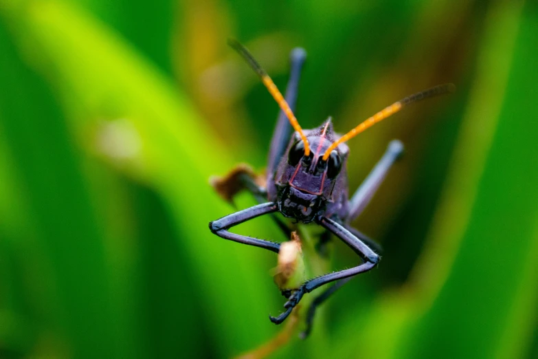 the bug is walking through the green grass