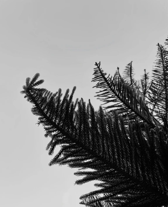 the top of a pine tree against a clear sky