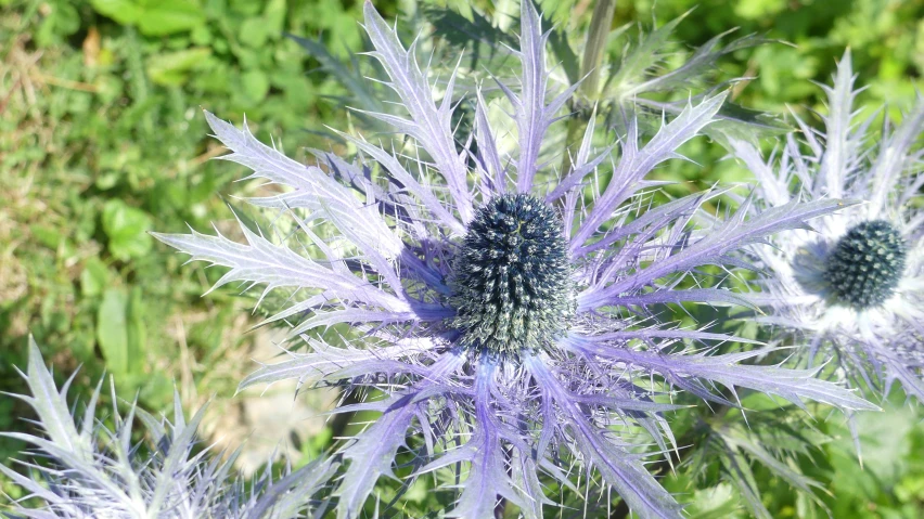 some blue flowers in the middle of a field