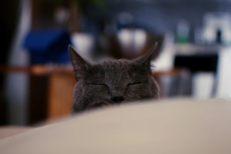 a cat asleep with its eyes closed on a couch