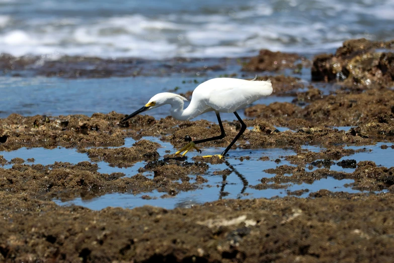 a bird walks along the shore in low tide